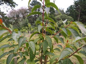 Parastyrax species nova (BWJ15185)