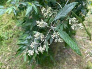 Buddleja auriculata