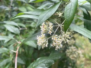 Buddleja auriculata