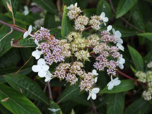 Hydrangea aspera