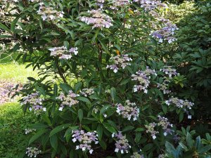 Hydrangea aspera