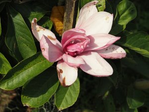 Magnolia ‘Yakeo’