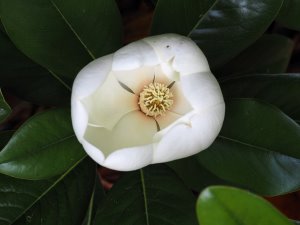 Magnolia grandiflora ‘Mainstreet’