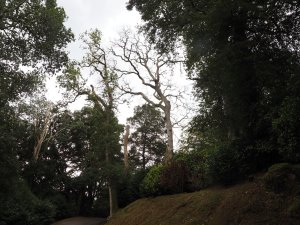 dead oak tree