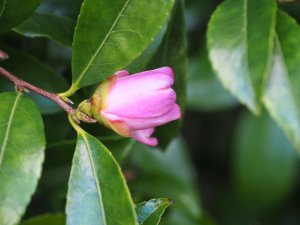 120 year old Camellia sasanqua