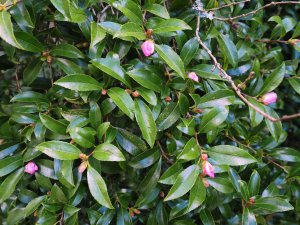 120 year old Camellia sasanqua