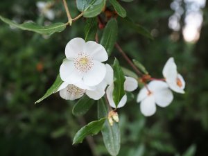 Eucryphia moorei