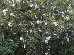 Eucryphia moorei