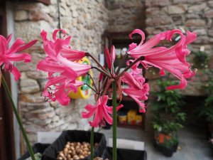 Amaryllis belladonna