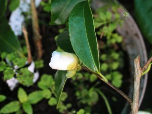 Camellia ‘Polar Ice’.