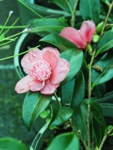 Camellia ‘Sundae’