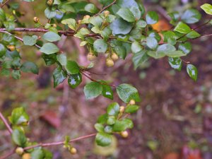 Styrax wilsonii