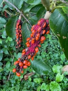 Magnolia seed heads