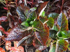 Hydrangea ‘Merveille Sanguine’