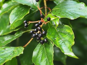 Cornus walteri