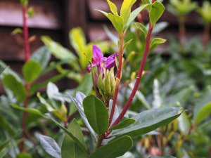 Rhododendron ponticum