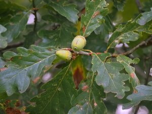 Acorns on a Turkey Oak