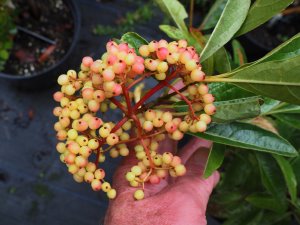 Viburnum nudum ‘Pink Beauty’