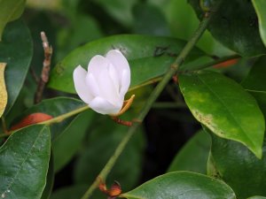 Magnolia laevifolia x chapmanii x [M. laevifolia x maudiae]