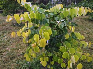 Cercis canadensis ‘Hearts of Gold’