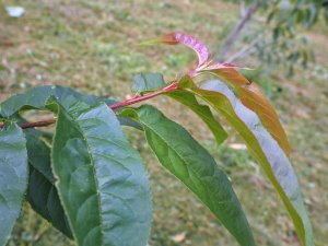 Prunus species from Burma (JP184)