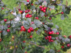 Cotoneaster hualiensis (BSWJ 3143)