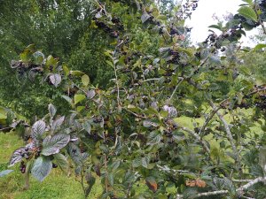 Cotoneaster moupinensis