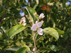 Malus ‘Jelly King’