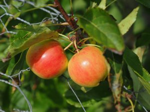 Malus ‘Jelly King’