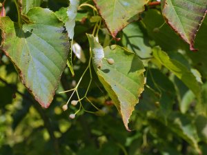 Tilia japonica ‘Ernest Wilson’