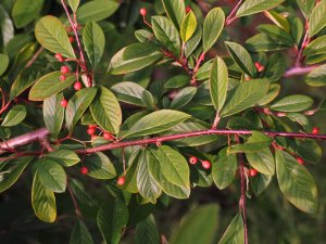 Cotoneaster parneyi