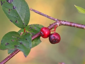 Cotoneaster wilsonii