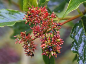 Viburnum taiwanianum