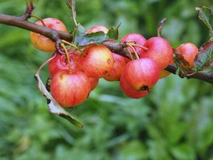 Malus ‘Marble’