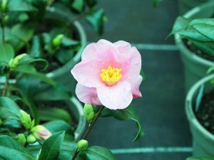 Camellia x williamsii ‘Saint Michael’