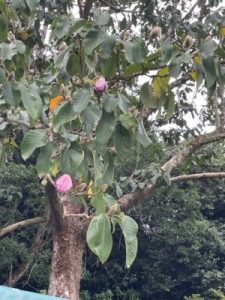 Magnolias flowering