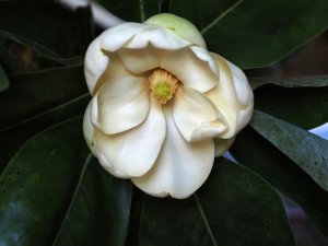 Magnolia virginiana ‘Havener’