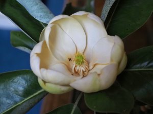 Magnolia virginiana ‘Havener’