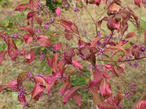 Callicarpa shirasawanum