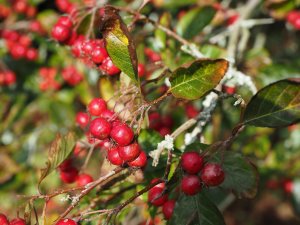 Crataegus laevigata