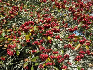 Crataegus laevigata