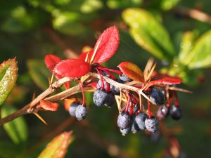 Berberis xanthoclada