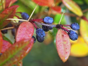 Berberis xanthoclada