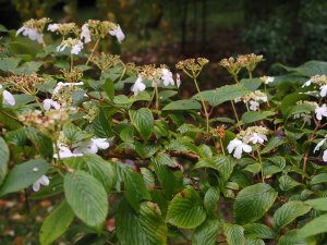 Viburnum plicatum ‘Kilimanjaro Sunrise’