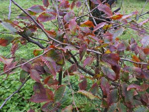 Carpinus betulus ‘Rockhampton Red’