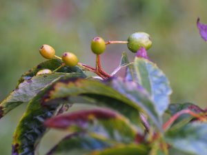 Sorbus folgneri ‘Lemon Drop’