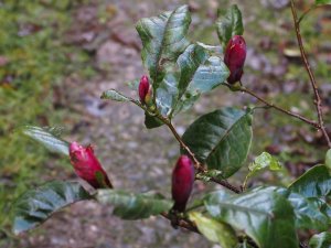 Magnolia liliiflora ‘Nigra’
