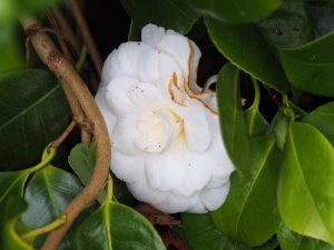 Camellia x williamsii ‘Jovey Carlyon’