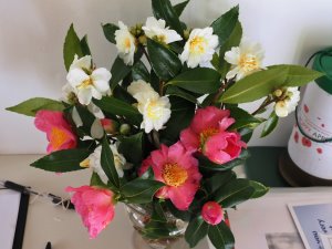 Camellia x williamsii ‘November Pink’ and Camellia ‘Polar Ice’