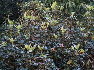 Rhododendron crassum
